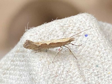 Plutella xylostella 